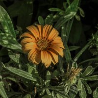 Цветок Гацания :: Валентин Семчишин Цветок Гацания :: Валентин Семчишин