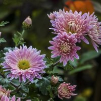 Розовые  Хризантемы :: Валентин Семчишин