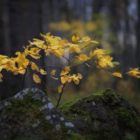 * :: Александр Иванов