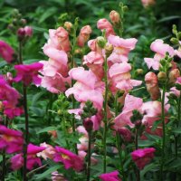 Львиный зев :: Людмила Смородинская