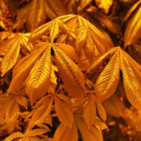 Золотые листья каштана :: Александр Лычагин