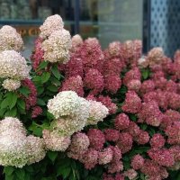 Екатеринбург :: Елена Шаламова