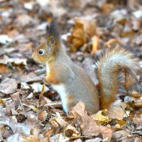 Белка :: Константин Анисимов