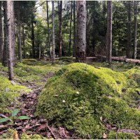 Лес конца сентября. :: Валерия Комова