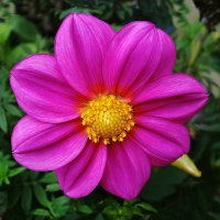 Георгины Веселые ребята :: Рита Симонова