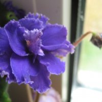 Фиалка :: Елена Семигина Фиалка :: Елена Семигина