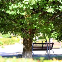 В парке :: Андрей Л. В.