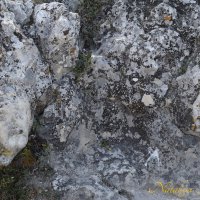 Природа Крыма :: Amazing Cosmea