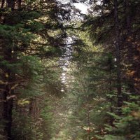 ельник :: Елена ельник :: Елена