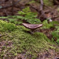 ежовик :: Елена 