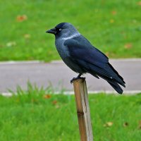 Галка на палке :: Светлана Галка на палке :: Светлана