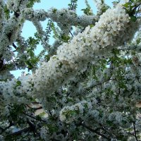 "Будет апрель!" Ю.Левитанский :: Syntaxist (Светлана)