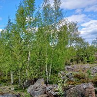 И на камнях растут деревья... :: Лия ☼