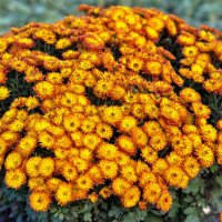 Осенняя красота :: Светлана Ищенко