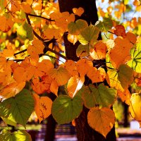 Красота осенняя :: Светлана Ищенко