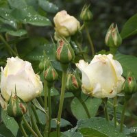 Под дождём... :: Freddy 97