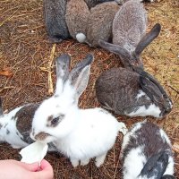 На ферме Цветковых. Кролики. :: Pippa 