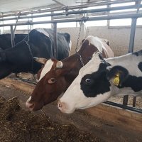 На ферме Цветковых. Коровы. :: Pippa 