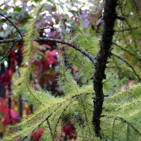 мозаика осени :: Олег Лукьянов мозаика осени :: Олег Лукьянов