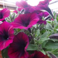 ПЕТУНИИ :: СЕРГЕЙ ФИЛОЧКИН