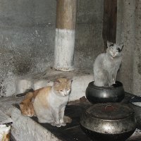 Сельская жизнь. :: Владимир Волик Сельская жизнь. :: Владимир Волик