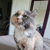 Бася - кошка сестры :: Динара Каймиденова