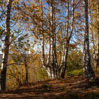Осенние мотивы :: Павел Харлин