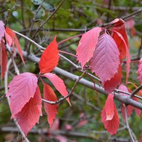 *** :: Надежда Куркина 