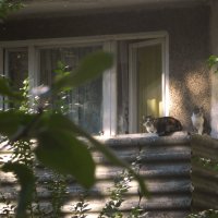 прогулка на балконе :: Лера 