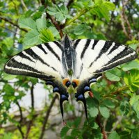 Подалирий :: Елена Елена