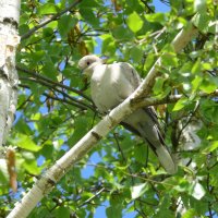 Кольчатая горлица :: Елена Елена