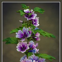 Цветущая веточка :: Владимир Кроливец Цветущая веточка :: Владимир Кроливец