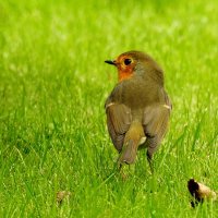 ****** :: ИННА ПОРОХОВА