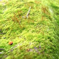 мох... :: Андрей Катков