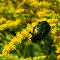 Гармония цвета :: Регина Гармония цвета :: Регина