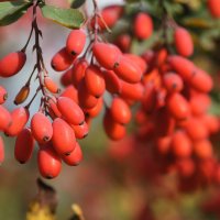 Барбарис :: Наталия Григорьева