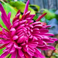 ГЕОРГИН   Purple  City :: Анатолий Малобродский