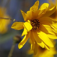 Солнечный цветок (Топинамбур) Взлохмаченный ветром. :: Светлана Тихонина