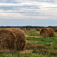 Рулончики :: Александр 