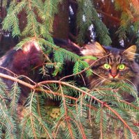 Сидит в засаде :: Андрей Снегерёв Сидит в засаде :: Андрей Снегерёв