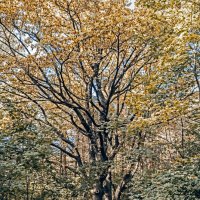 Осенний этюд. :: Сергей Фомичев