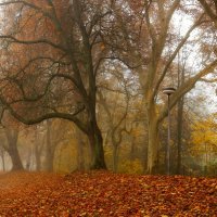 Утро в парке :: Юрий. Шмаков