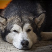 Ярик. :: leff Postnov Ярик. :: leff Postnov