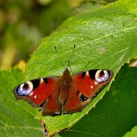 опять про бабочек 23 :: Александр Прокудин опять про бабочек 23 :: Александр Прокудин