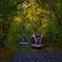 Сказочный лес :: Мария Яковлева