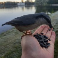 Поползень :: Сапсан 