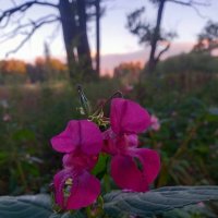 Недотрога :: Сапсан 