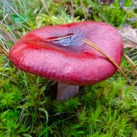 Сыроежка в осеннем лесу. :: Милешкин Владимир Алексеевич Сыроежка в осеннем лесу. :: Милешкин Владимир Алексеевич