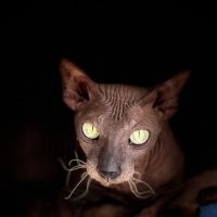 Памяти Сати :: Андрей Зайцев