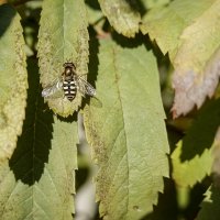 Журчалки ещё не спят :: Валерий Иванович Журчалки ещё не спят :: Валерий Иванович